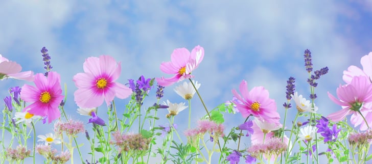 wild flowers, flowers, plant, macro, nature, pink flower, white