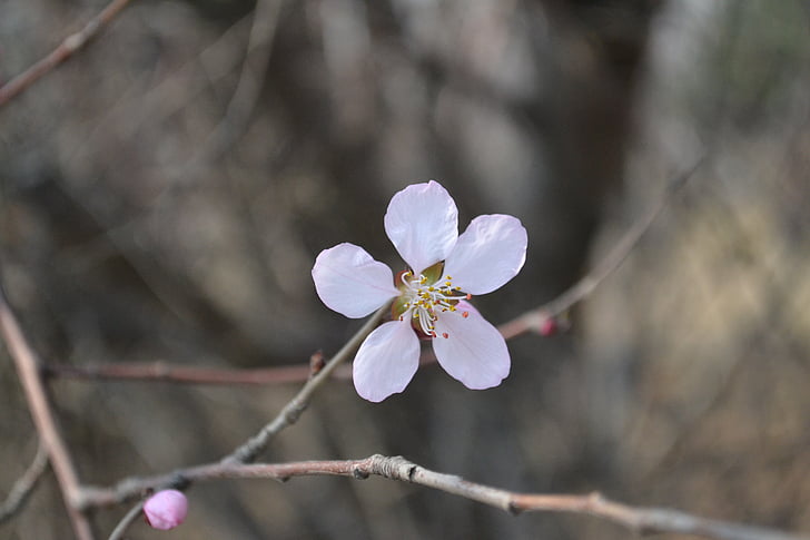 花朵青春年轻