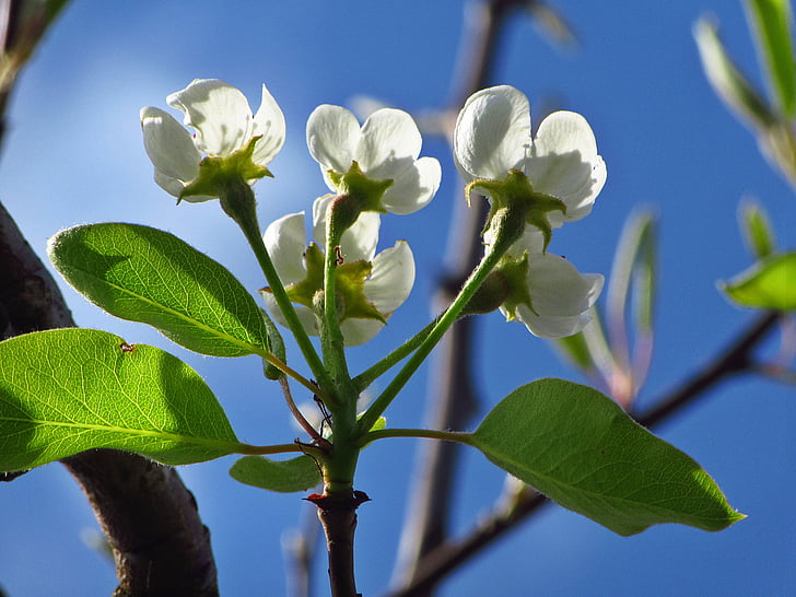 blossom, white flowers, white, spring, bloom, white blossom, branches