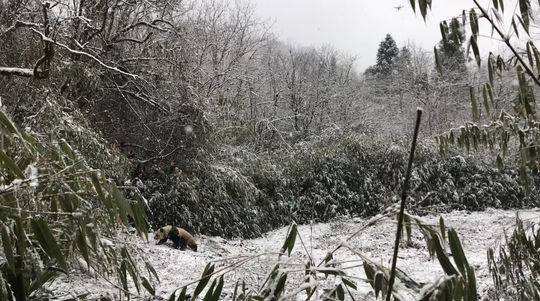 中国大熊猫保护研究中心大熊猫“琴心”“小核桃”在都江堰市龙溪—虹口国家级自然保护区被放归大自然